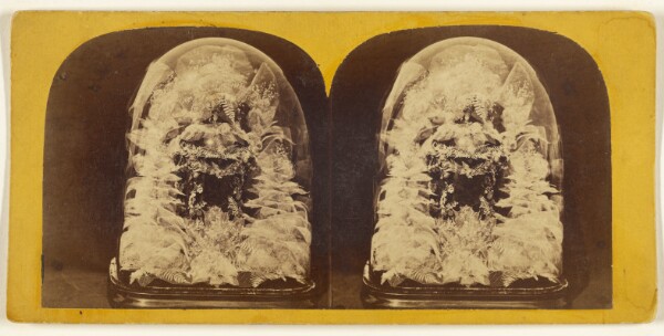 Edward and Henry T. Anthony & Co., Beautiful Study in Skeleton Leaves.