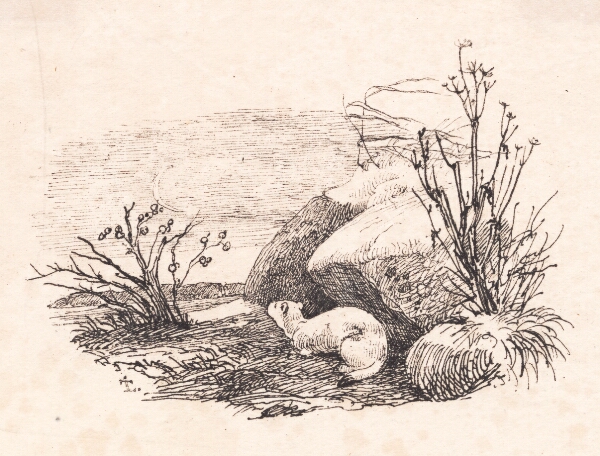 Johan Thomas Lundbye, Lækatten
