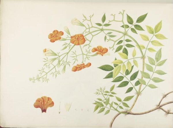 unknown, Flowers and Fruits